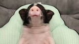 让猪睡觉教程，看一遍包学会！