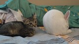 A Bunny Fart Bombs The Cat