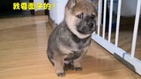 【中华田园犬】40天大的奶狗，已会看家护院，警觉性很高！