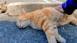 Petting a Sleeping Cat At The Parking Lot.