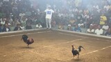 3 Cock Big Event - Sagay City, Negros Occidental. (3rd Fight) LOSS