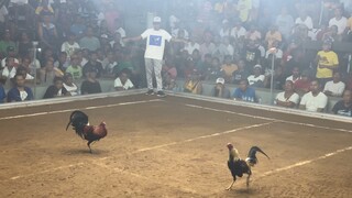 3 Cock Big Event - Sagay City, Negros Occidental. (3rd Fight) LOSS