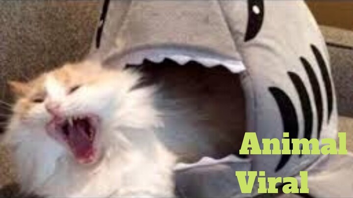 ðŸ’¥Cool Animals Viral WeeklyðŸ˜‚ðŸ™ƒðŸ’¥of 2020 | Funny Animal VideosðŸ’¥ðŸ‘Œ