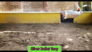 Silver bullet gray