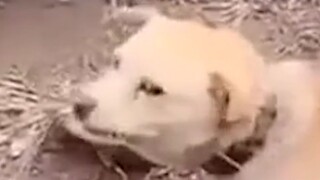 双 十 一 现 状【建 议 分 享】