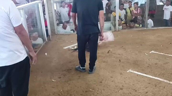 First fight 🐓 Calumpit Cockpit arena