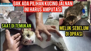 Kucing Kaki Buntung Akan Di Lakukan Oprasi Ketemu Langsung Meluk..!