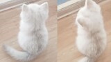 [Satwa] Semua Kucing Pasti Malaikat
