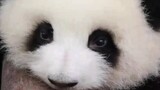 [Panda He Hua] Super Dekat dari Si Panda Gembul