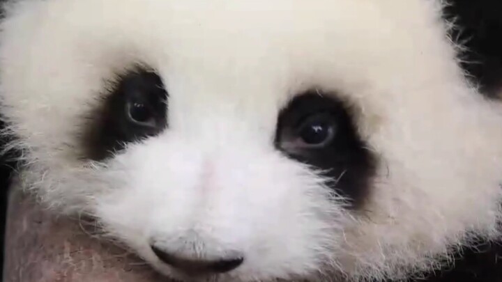 [Panda] Some close up shots of He Hua