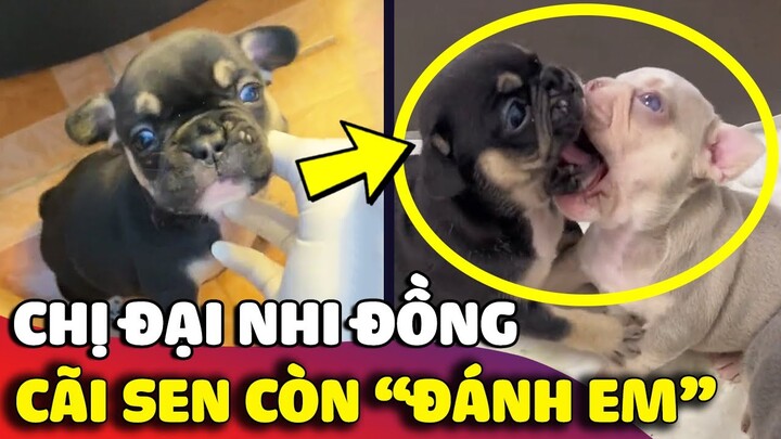 Chị đại Bull Pháp với tính cách 'GIANG HỒ TỪ BÉ' khiến anh Sen bất lực 😅 | Gâu Đần