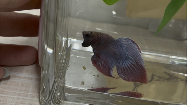 Now you know why betta fish is called “fighting” fish.