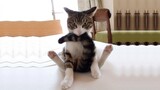 Funny Cats ✪ Cute and Baby Cats Video Compilation #6