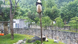 [Panda] Dulunya Tunas Pohon yang Sehat, Sejak Panda Datang...
