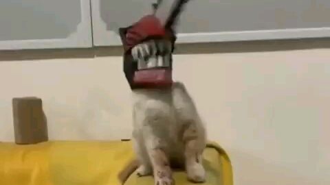 Chainsaw Cat