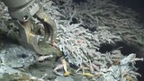 Blind Shrimps that Live Near the 450º Volcanic Vent