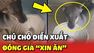 Chú chó có khả năng DIỄN XUẤT đóng vai XIN ĂN cực đỉnh 😂 | Yêu Lu