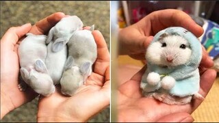 Cute baby animals Videos Compilation cute moment of the animals #11 Cutest Animals 2022