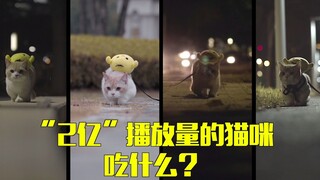 “2亿”播放量的猫咪吃什么？