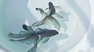 从水墨画里游出来的绝美金鱼，兰凤尾文鱼
