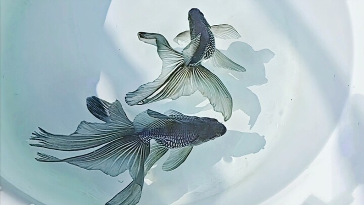 Binatang|Ikan Mas Koki Berekor Phoenix yang Cantik