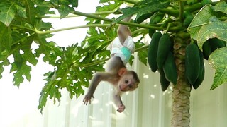 One Two Three! Jump // Little boy Maki refreshingly and Happy when mom allowed to playing on tree
