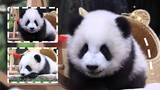Panda Chenglang's smile is like a gun aimed at my heart