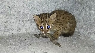 Memberi Makan Kucing Blacan