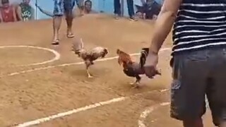 Boss Bambe Win 🐓