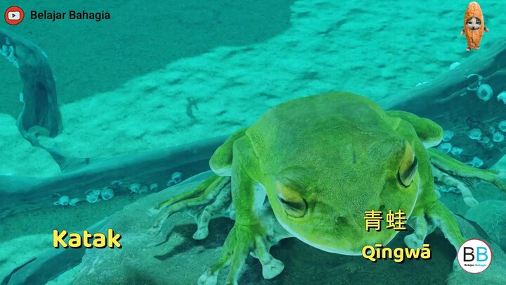 Sebutan katak dalam 10 bahasa resmi di dunia
