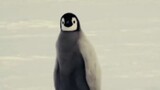 ฝูงเพนกวินแอนตาติกา
