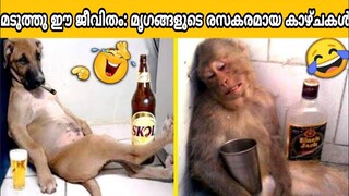 ഈ മൃഗങ്ങളോട് കളി വേണ്ട 😂😝😝 | funny animal videos 2022