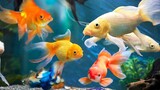 8 Jenis ikan hias air tawar untuk aquarium terbaik