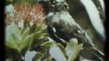 Nyanyian Terahir Burung Kauai Yang Punah di Tahun 1980-an 😥