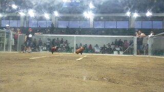2 hits Champion Using Allen Round Head and Sweater Dome. 1st fight