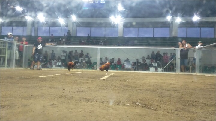 2 hits Champion Using Allen Round Head and Sweater Dome. 1st fight