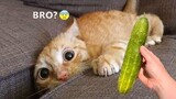 Video Kucing Lucu Banget Bikin Ngakak #27 | Kucing dan Anjing | Kucing Lucu Imut