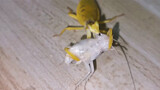 [Animals]When throwing a transparent cockroach to a praying mantis