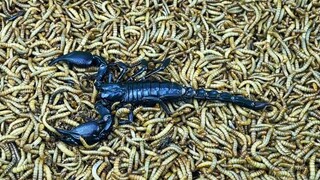 [Kumpulan Hewan] Proses makan kalajengking oleh 10.000 ulat kumbang 