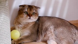 Cute Cats Play With Color Balls