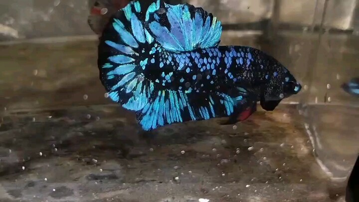 Avatar betta fish