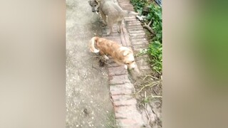 Cả nhà ới 2 e gì đi ạ...yeucho yeuchomeo cún cúncon chó chómèo chócon chó_cưng chókhôn yeuchomeo chócute pet dog dogsoftiktok dogs