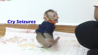 OMG!! Cute Baby Monkey Maku Crying Seizures Not Waiting Mom Prepare Milk For Him