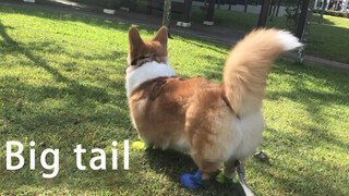 A Corgi with a big tail