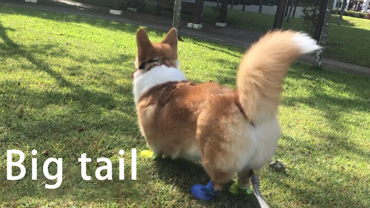 A Corgi with a big tail