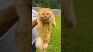 Funny animals. 😂😻😂 #shorts #funny #cat #dog #animals #pets  #Funny video collection.