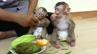 Monkey baby Maki And Maku Very Enjoying Oranges and Mango Fruits | Baby Monkey Eat Fruits