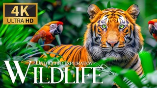 National Geographic Documentary On Wildlife Animals