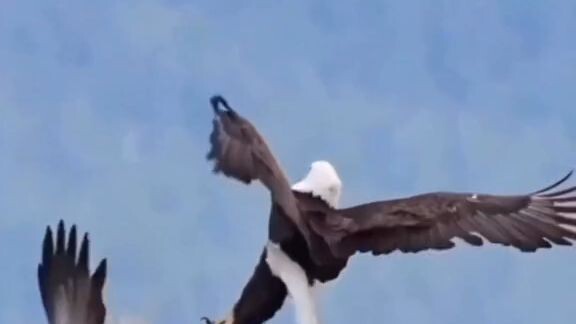 lovely couple of eagle flying gracefully