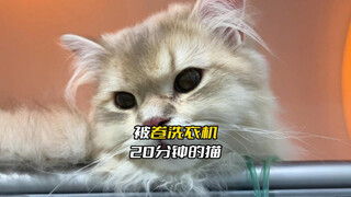 洗衣机“洗”猫，会是啥样的？一个真实发生的病例！